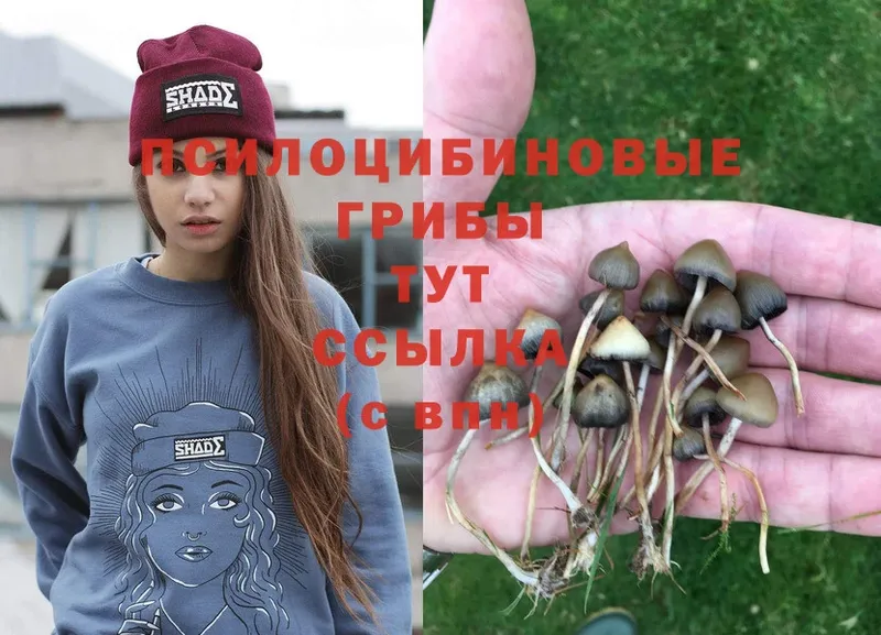 закладки  Гороховец  Псилоцибиновые грибы Magic Shrooms 